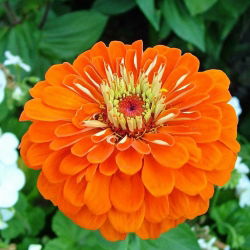 Dahlia gėlių paprasta cinamija "Orange King" - 120 sėklų - Zinnia elegans dahliaeflora - sėklos