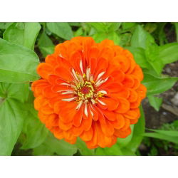 Dahlia gėlių paprasta cinamija "Orange King" - 120 sėklų - Zinnia elegans dahliaeflora - sėklos