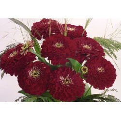 大丽花花百日草“紫罗兰女王” -  120粒种子 - Zinnia elegans fl. pl. Dahliaeflora - 種子