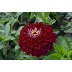 大丽花花百日草“紫罗兰女王” -  120粒种子 - Zinnia elegans fl. pl. Dahliaeflora - 種子