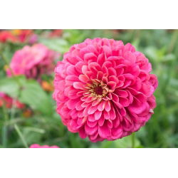 Dahlia gėlių paprasta cinamija "Apšvietimas" - 120 sėklų - Zinnia elegans dahliaeflora - sėklos