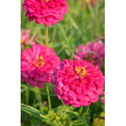Dahlia gėlių paprasta cinamija "Apšvietimas" - 120 sėklų - Zinnia elegans dahliaeflora - sėklos