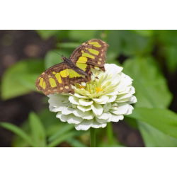 Дахлиа-цветна зинара "Поларни медвјед" - 120 семена - Zinnia elegans dahliaeflora