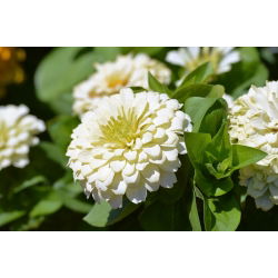 Дахлиа-цветна зинара "Поларни медвјед" - 120 семена - Zinnia elegans dahliaeflora