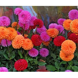 Dahlia - Pompon - Mixed - Dahlia pinnata - Spectacular Round, Multi-petalled Flowers - Fresh Seeds
