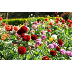 Dahlia - Pompon - Mixed - Dahlia pinnata - Spectacular Round, Multi-petalled Flowers - Fresh Seeds