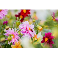 Zahradní dahlia "Unwins" - 120 semen - Dahlia pinnata Unwins - semena