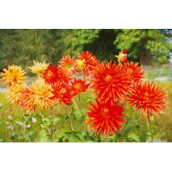 Cactus Dahlia - mix de varietate - 120 de semințe - Dahlia pinnata flore pleno