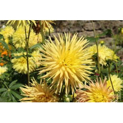 Cactus Dahlia - mix de varietate - 120 de semințe - Dahlia pinnata flore pleno