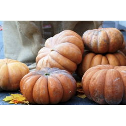 Тыква мускатная - Баттернат - 18 семена - Cucurbita moschata