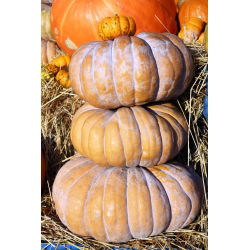 Тыква мускатная - Баттернат - 18 семена - Cucurbita moschata