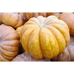 Тыква мускатная - Баттернат - 18 семена - Cucurbita moschata