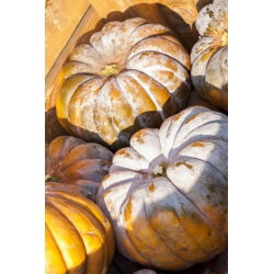 Тыква мускатная - Баттернат - 18 семена - Cucurbita moschata