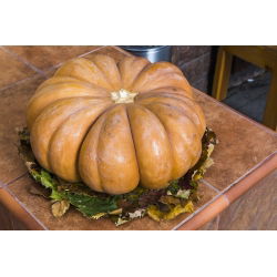 Тыква мускатная - Баттернат - 18 семена - Cucurbita moschata