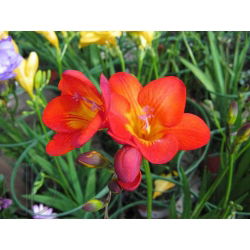 Freesia, Frésia - Single Red - pacote de 10 peças