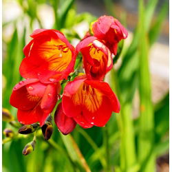 Freesia, Frésia - Single Red - pacote de 10 peças