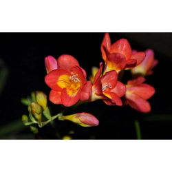 Freesia, Frésia - Single Red - pacote de 10 peças