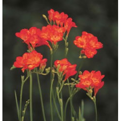 Freesia, Frésia - Single Red - pacote de 10 peças