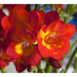 Freesia, Frésia - Single Red - pacote de 10 peças