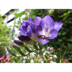 Freesia Single Blue - 10 lampu