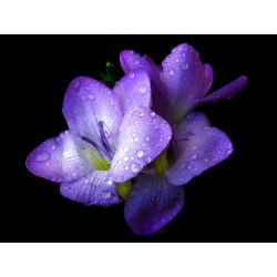 Freesia Single Blue - 10 lampu