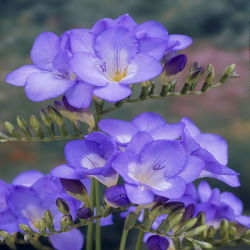 Freesia Single Blue - 10 lampu
