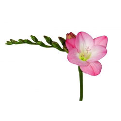 Freesia Single Pink - 10 lampu