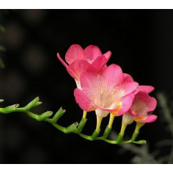 Freesia Single Pink - 10 lampu