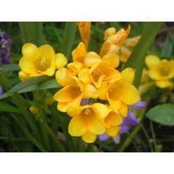 Freesia Single Yellow - 10 lampu