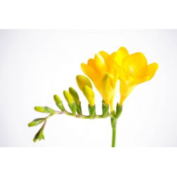 Freesia Single Yellow - 10 lampu