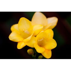 Freesia Single Yellow - 10 lampu