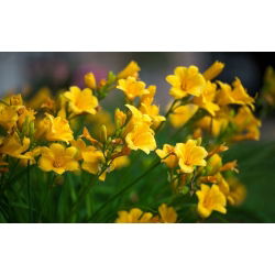 Freesia Single Yellow - 10 lampu