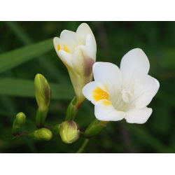 Freesia Single White - 10 lampu