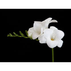 Freesia Single White - 10 lampu
