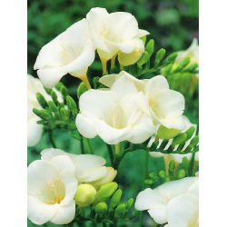 Freesia Single White - 10 lampu
