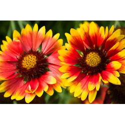 Obyčajná blanketflower, obyčajná gaillardia Bicolor Goblin - 170 semien - Gaillardia aristata - semená