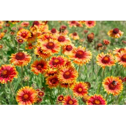 Obyčajná blanketflower, obyčajná gaillardia Bicolor Goblin - 170 semien - Gaillardia aristata - semená