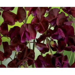 Сладък грах "Божоле" - 36 семена - Lathyrus odoratus