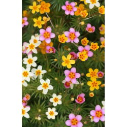 Linanthus hybrid - 370 seeds