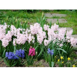 Hyacinthus Mix - 3 bulbi de zambila mix - Hyacinthus orientalis