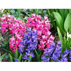 Hyacinthus Mix - 3 bulbi de zambila mix - Hyacinthus orientalis