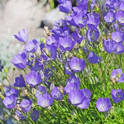 Tussock Bellflower - Blue - Campanula carpatica - Charming Blue Bells, Rock Garden Star - Fresh Seeds