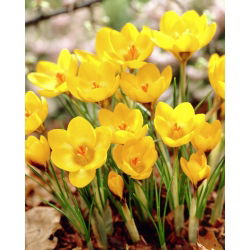Крокус Златовласка - 10 цибулин - Crocus Goldilocks