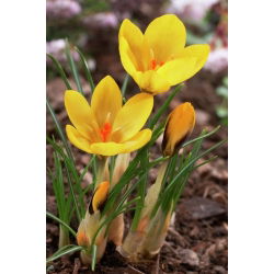 Крокус Златовласка - 10 цибулин - Crocus Goldilocks