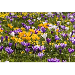 Tetapkan 10 - Crocus berbunga besar - campuran pelbagai pilihan - 100 pcs + 10 pcs secara PERCUMA - 