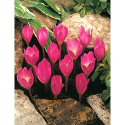 Crocus Zonatus - 10 bebawang