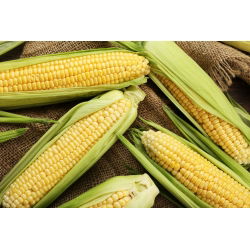 Tatlı mısır "Altın Cüce" - 120 tohum - Zea mays convar. saccharata var. Rugosa - tohumlar