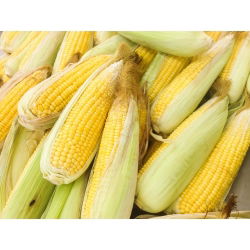 Tatlı mısır "Altın Cüce" - 120 tohum - Zea mays convar. saccharata var. Rugosa - tohumlar