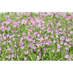 Apanhando a mosca, caçando mosca - Silene pendula - sementes