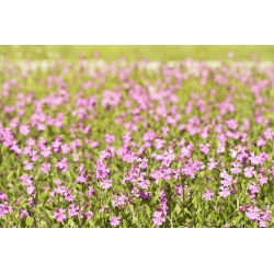 Apanhando a mosca, caçando mosca - Silene pendula - sementes